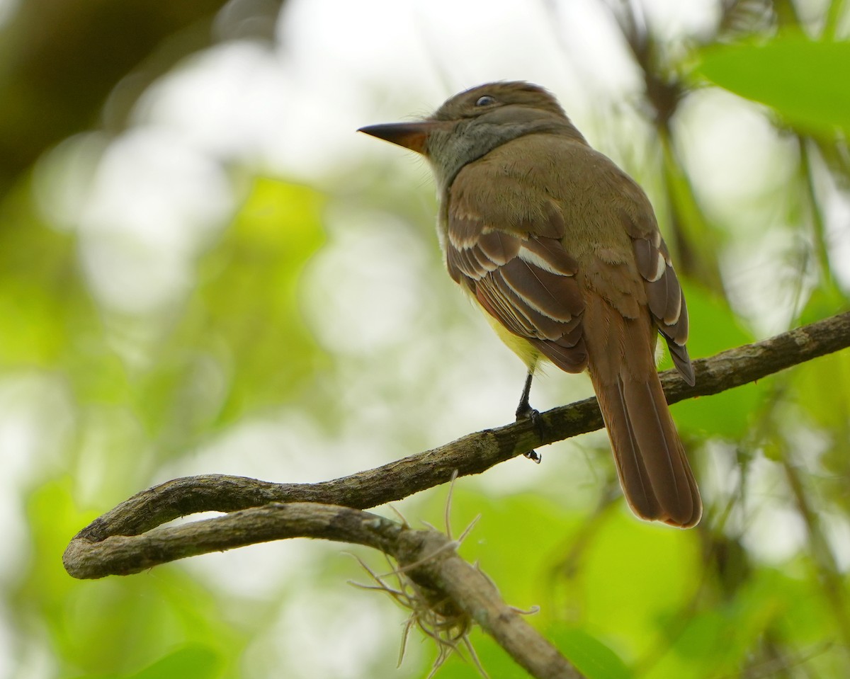 Great Crested Flycatcher - ML616878422