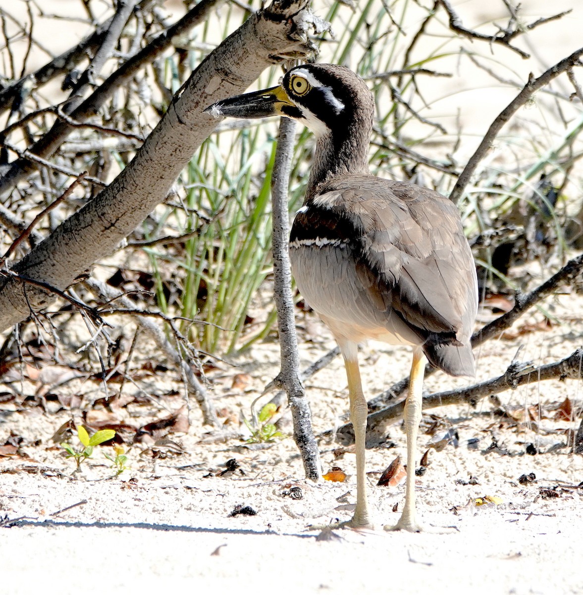 Beach Thick-knee - Norm Clayton