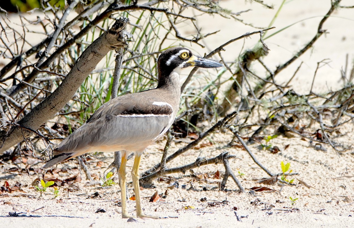 Beach Thick-knee - ML616878439