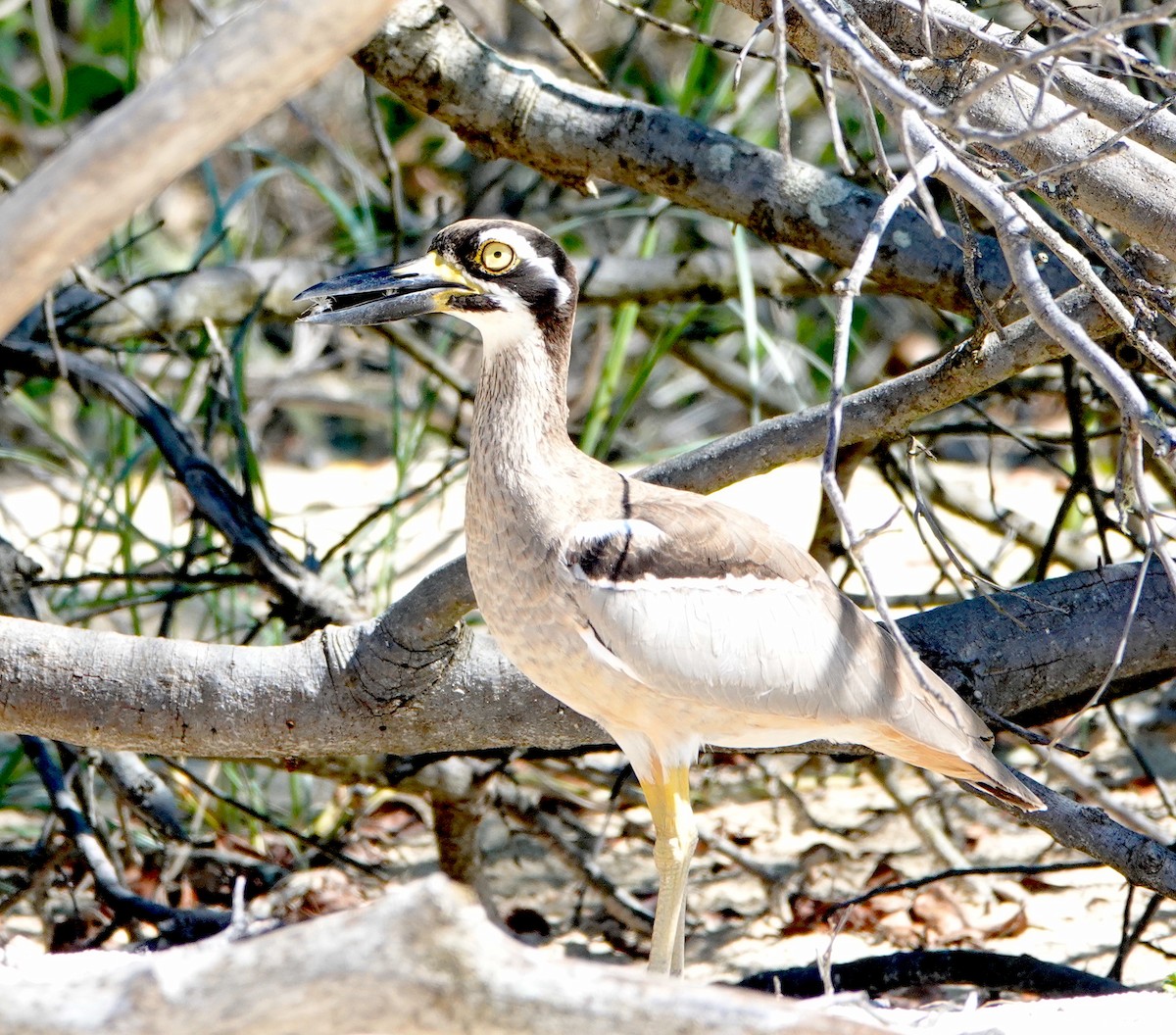 Beach Thick-knee - ML616878440