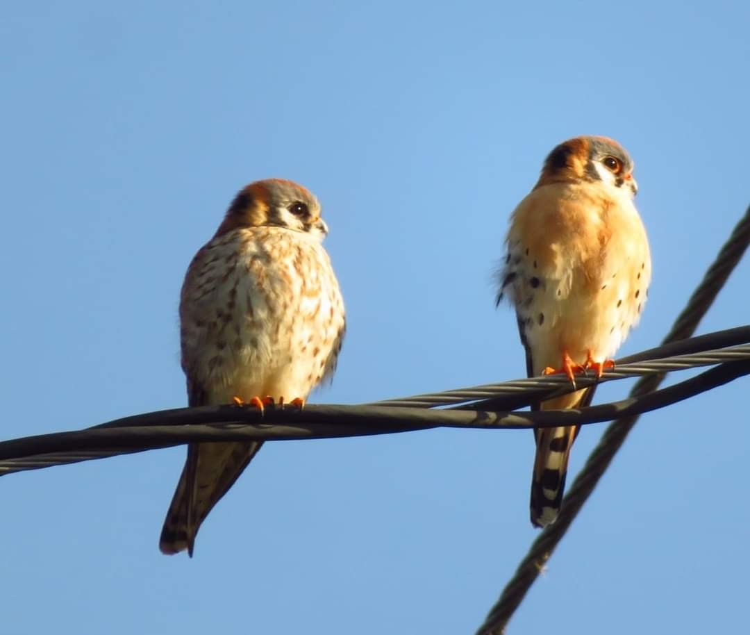 American Kestrel - Linda Vanderveen