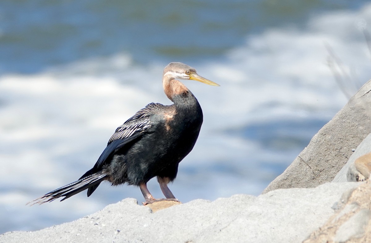 anhinga australská - ML616878502