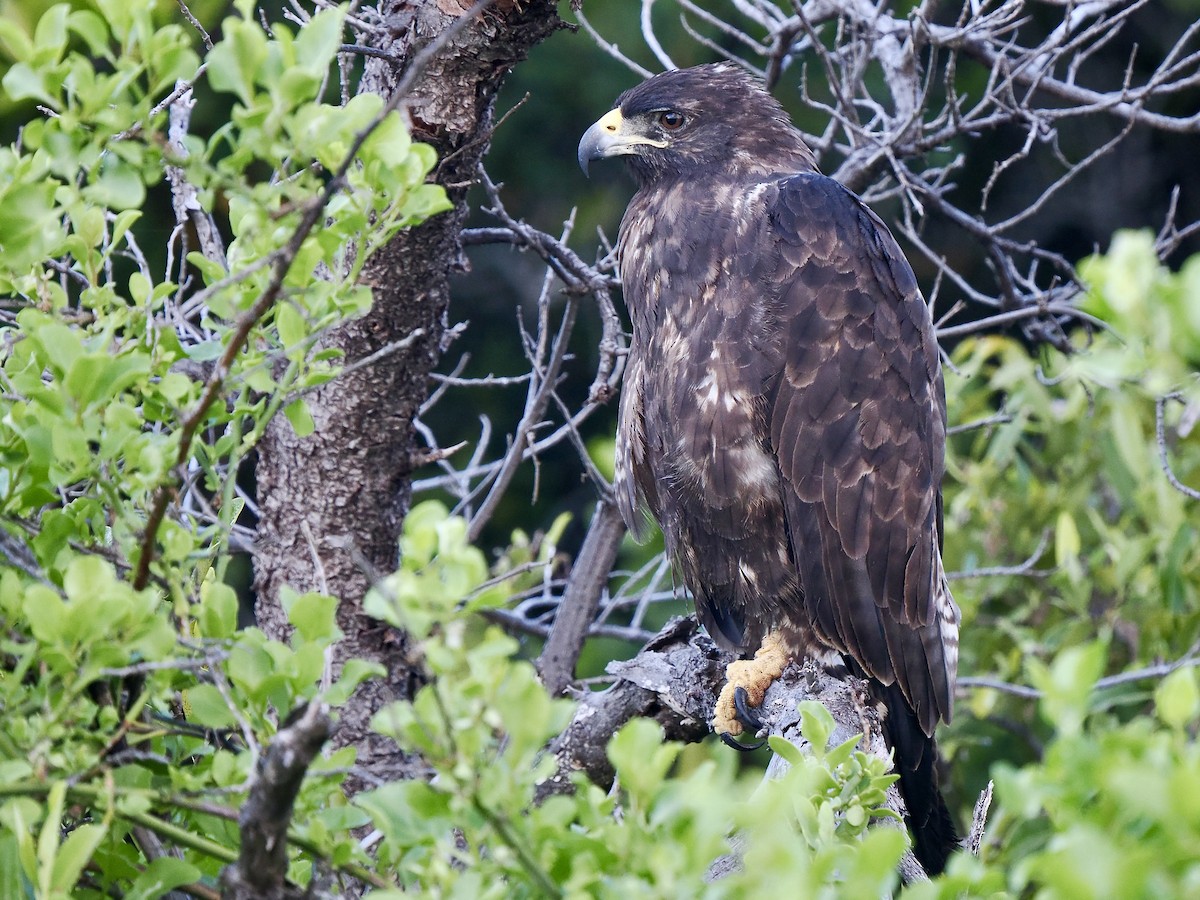 Galapagos Hawk - Gabriel Willow