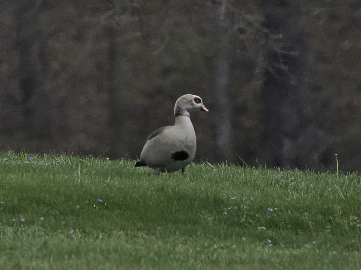 Egyptian Goose - ML616878515