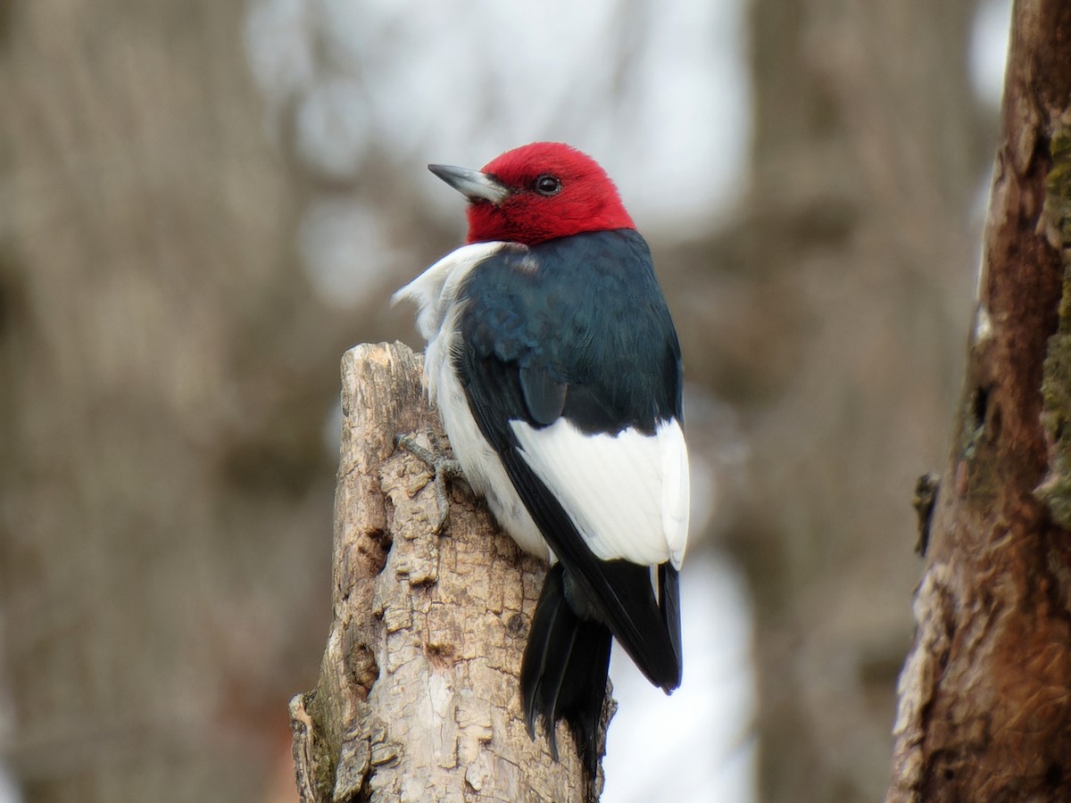 Red-headed Woodpecker - ML616878532