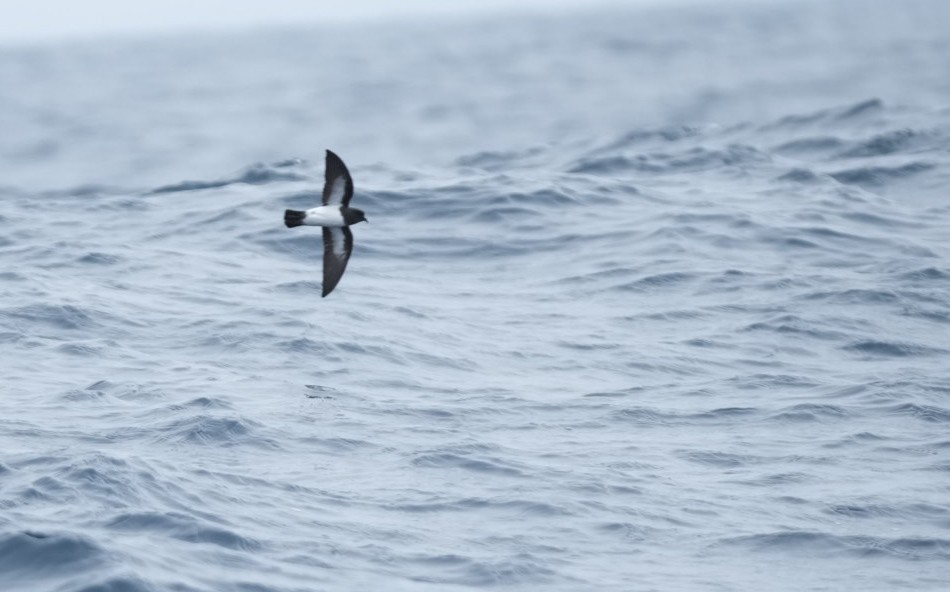 White-bellied Storm-Petrel - Sergio Jaque Bopp