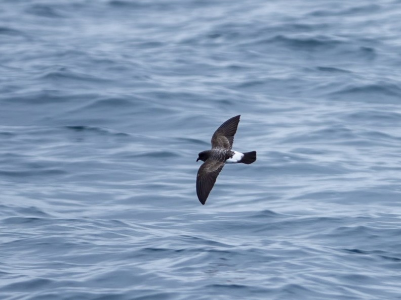 White-bellied Storm-Petrel - ML616878540