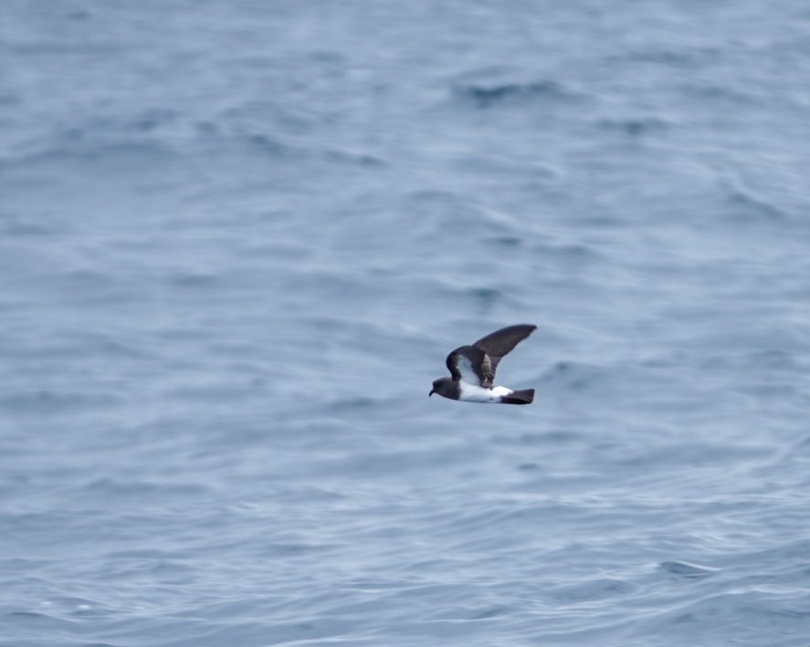 White-bellied Storm-Petrel - Sergio Jaque Bopp