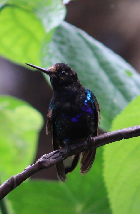kolibřík hyacintový - ML616878600