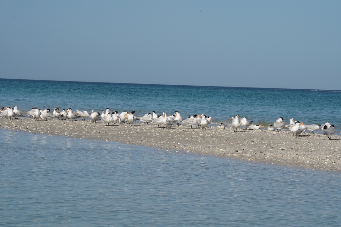 Royal Tern - Shea Dettling