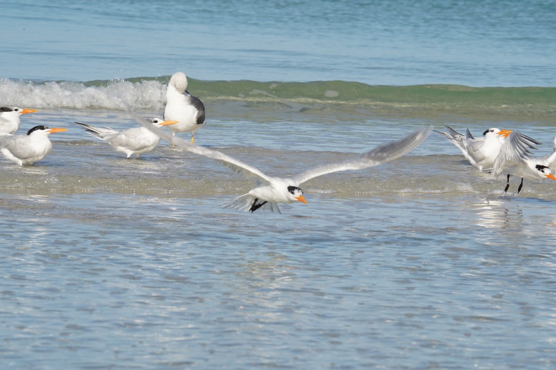 Royal Tern - ML616878645