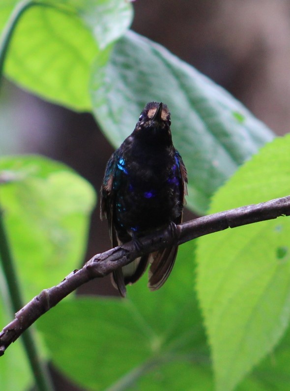 kolibřík hyacintový - ML616878655