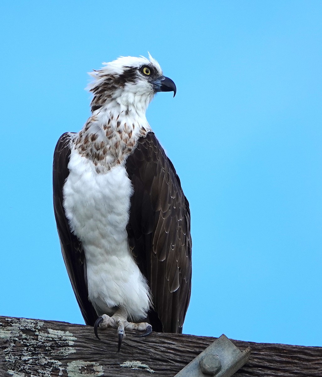 Águila Pescadora - ML616878678