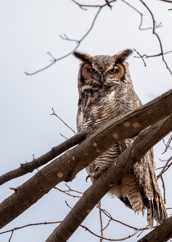 Great Horned Owl - Pierre Jasmin ⚜