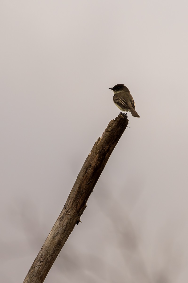 Eastern Phoebe - ML616878707