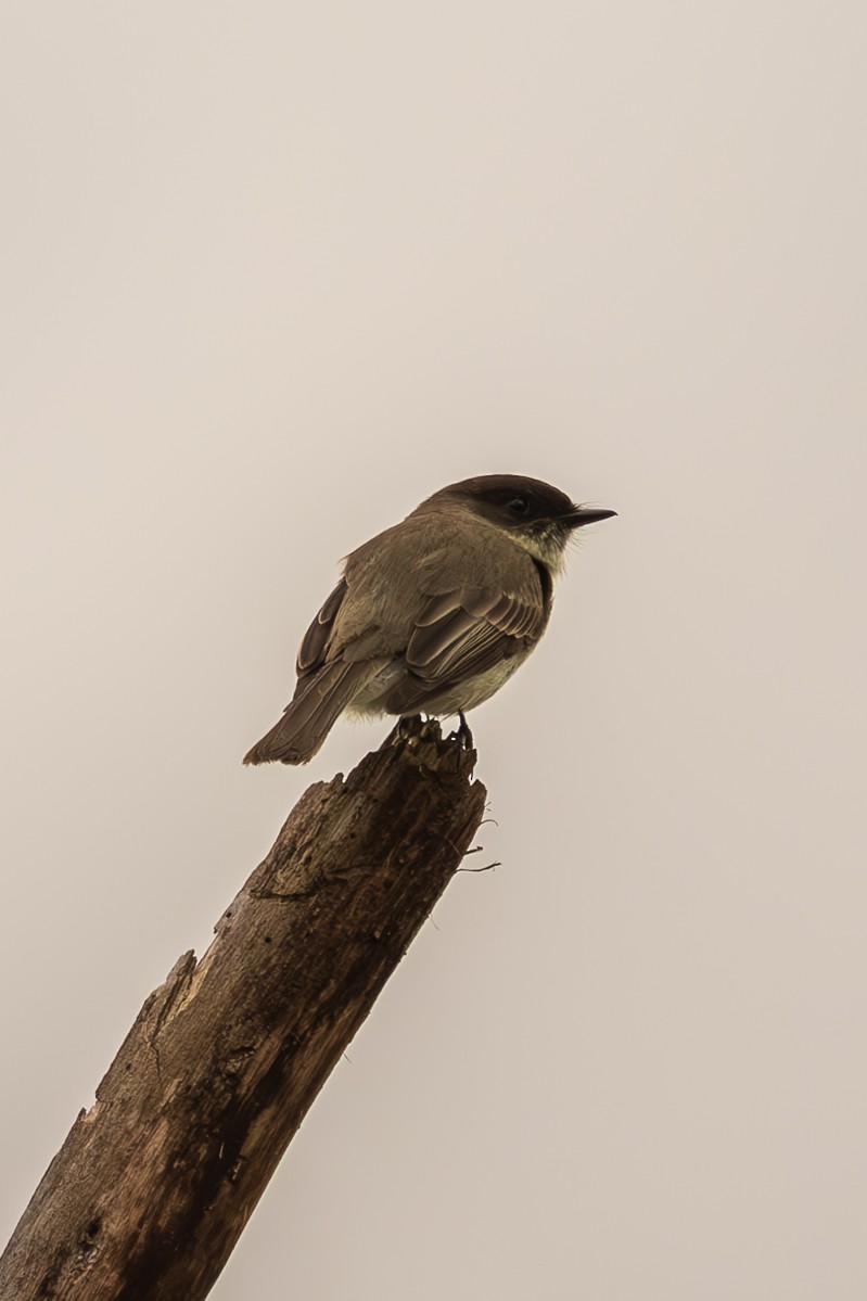 Eastern Phoebe - Brandon Gilroyed