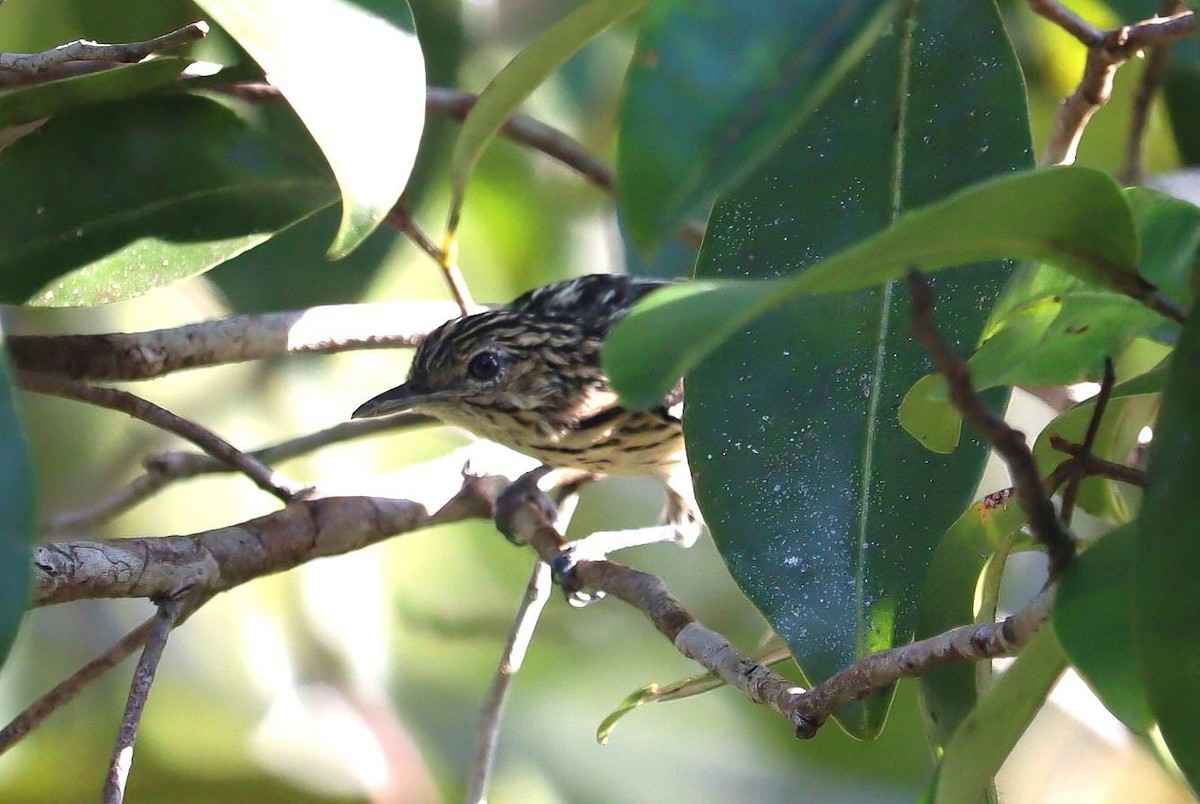 Cherrie's Antwren - ML616878751