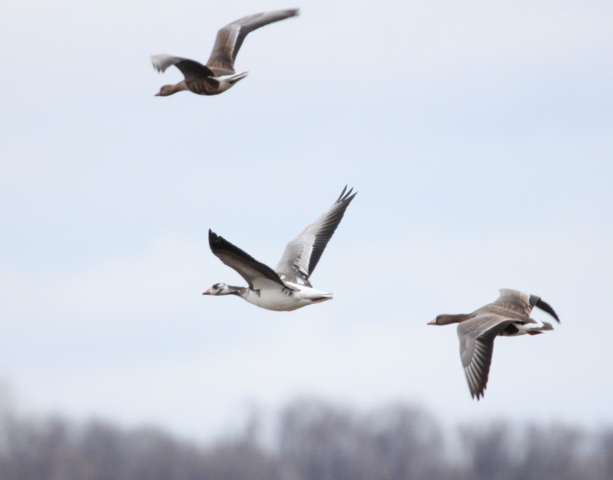 Greater White-fronted Goose - Gavin Rodning