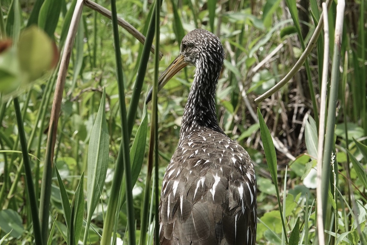 Limpkin - ML616878779