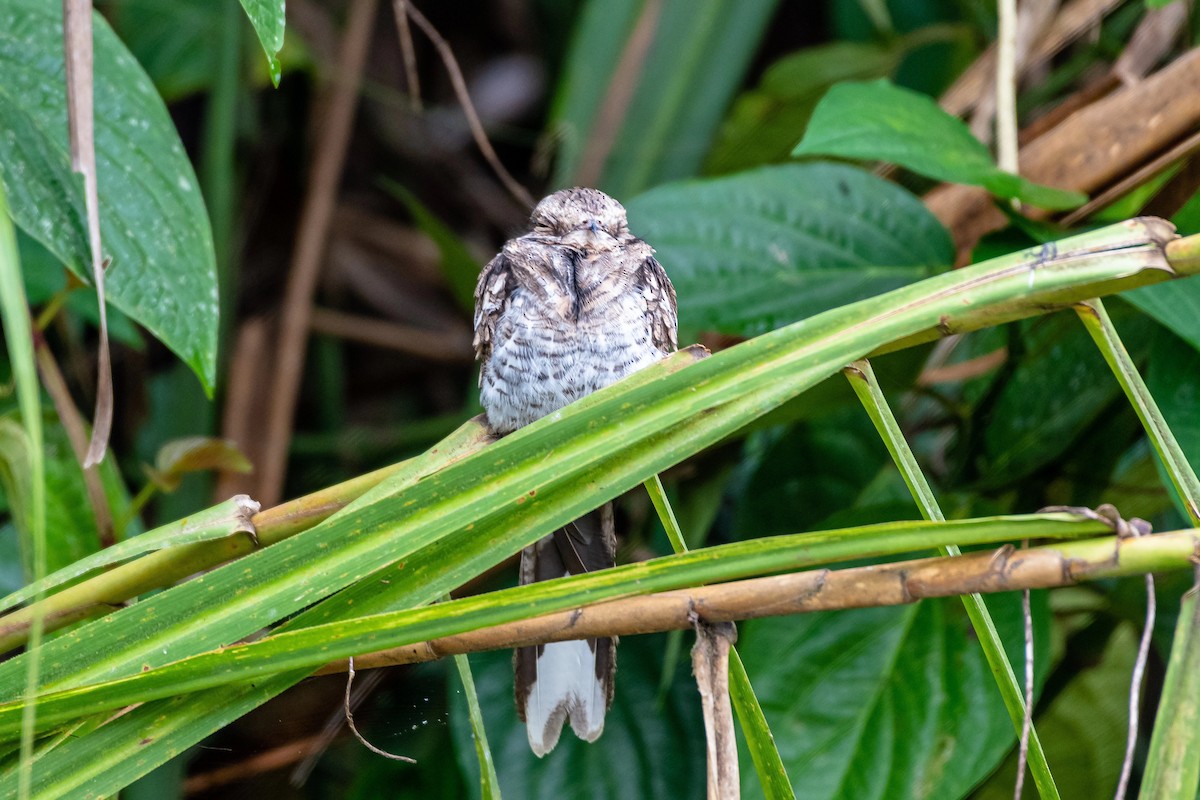 Ladder-tailed Nightjar - ML616878804