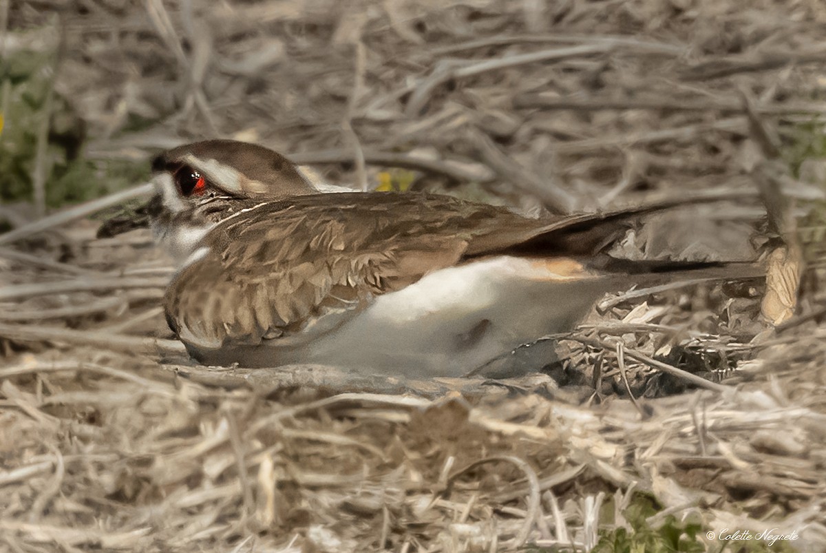 Killdeer - ML616878808