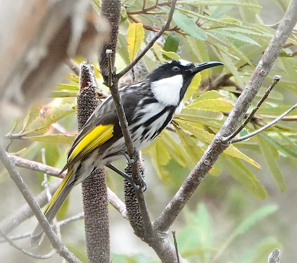 White-cheeked Honeyeater - ML616878848