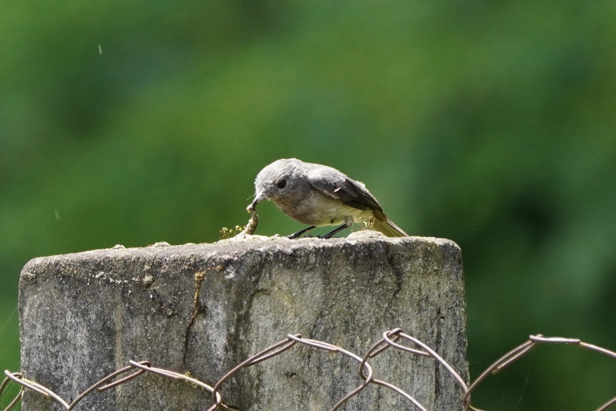 White-eyed Slaty-Flycatcher - ML616878854