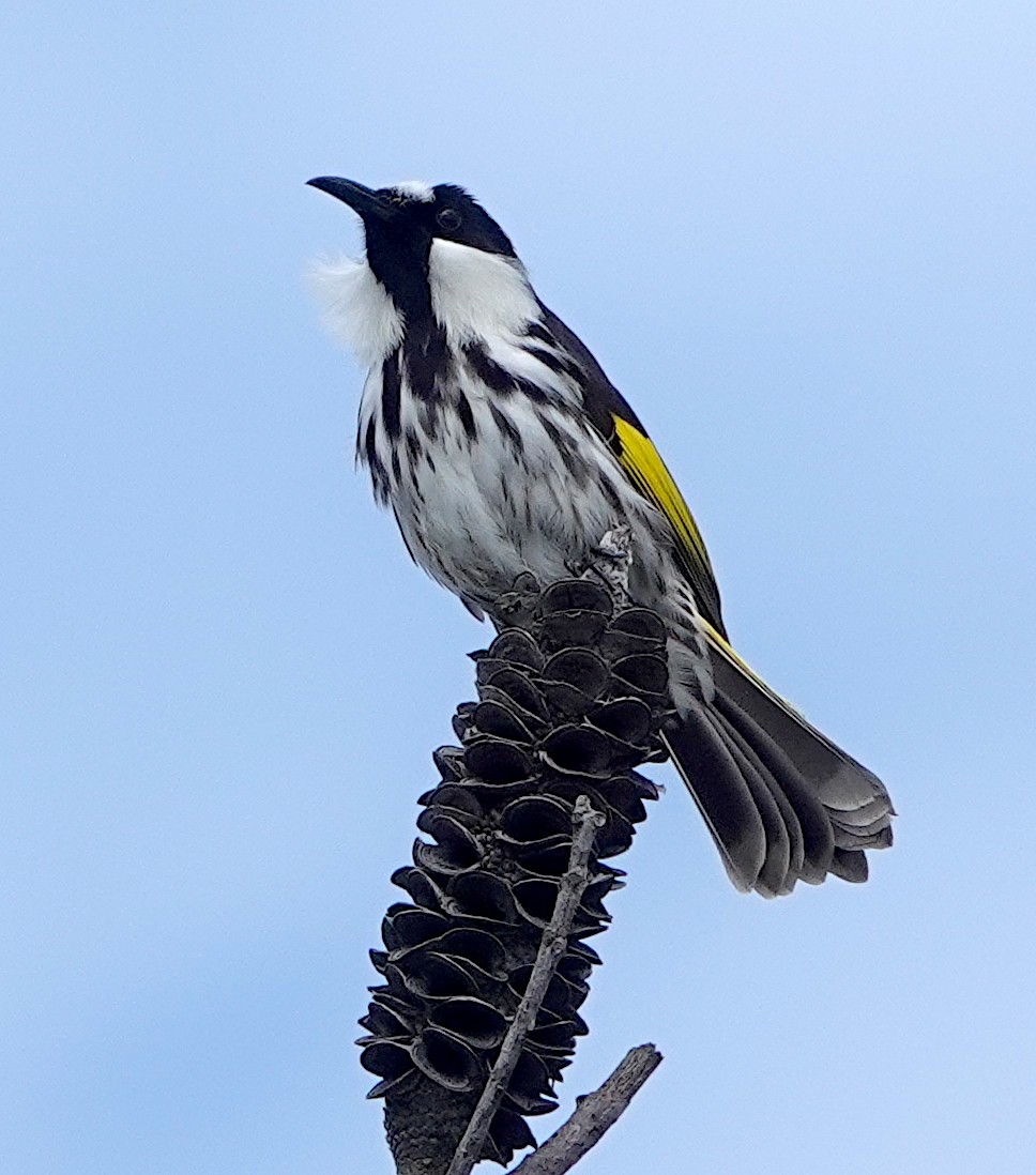 White-cheeked Honeyeater - ML616878878