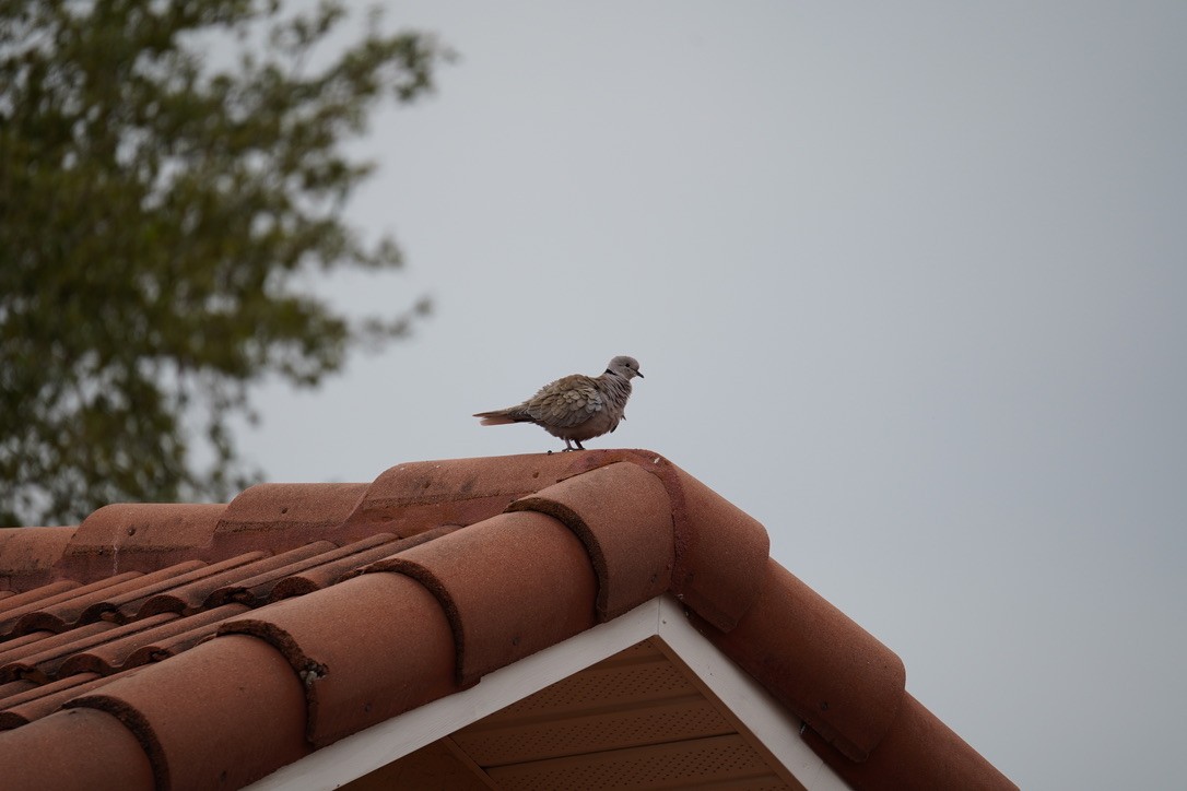 Eurasian Collared-Dove - ML616878880