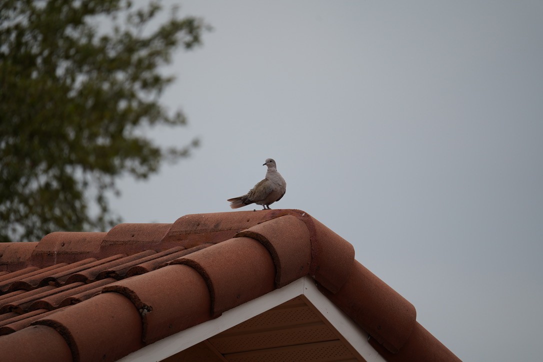 Eurasian Collared-Dove - ML616878881