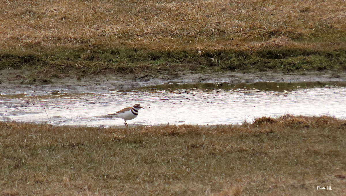 Killdeer - ML616878893