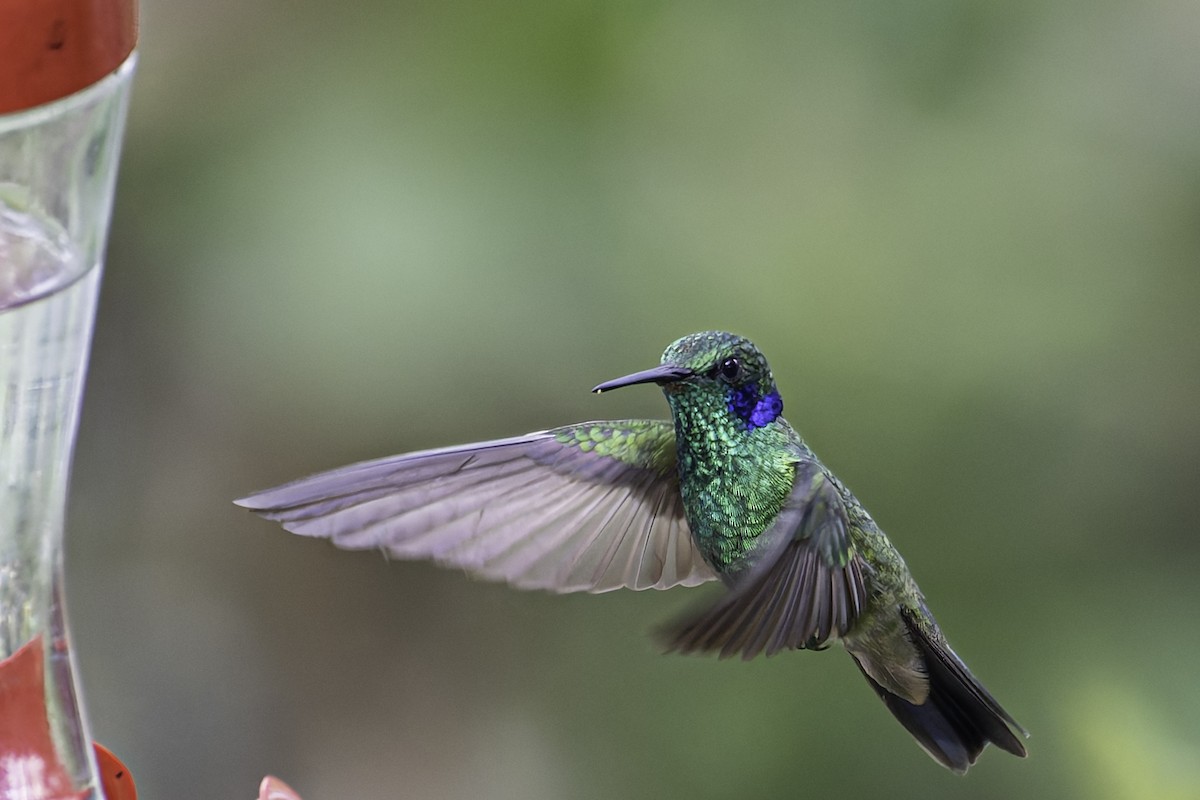 Lesser Violetear - George Roussey