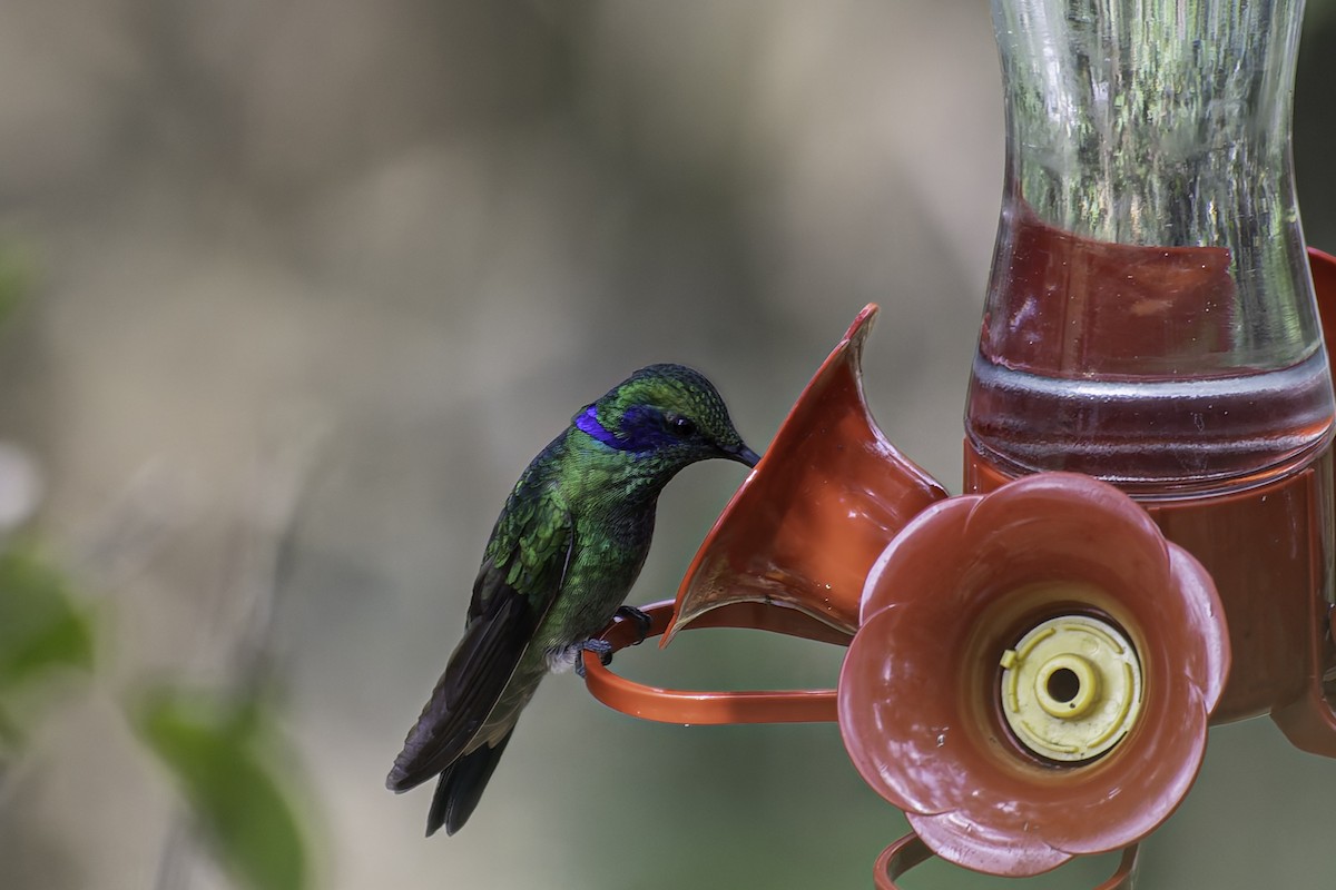 Colibrí Oreja Violeta Menor - ML616878955