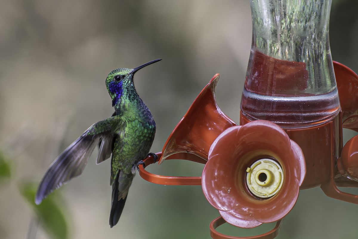 Colibrí Oreja Violeta Menor - ML616878956