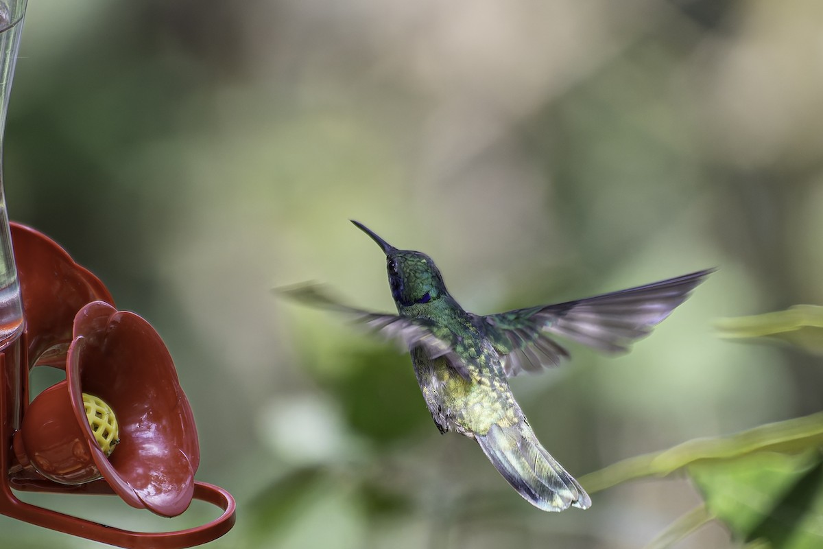 Colibrí Oreja Violeta Menor - ML616878957