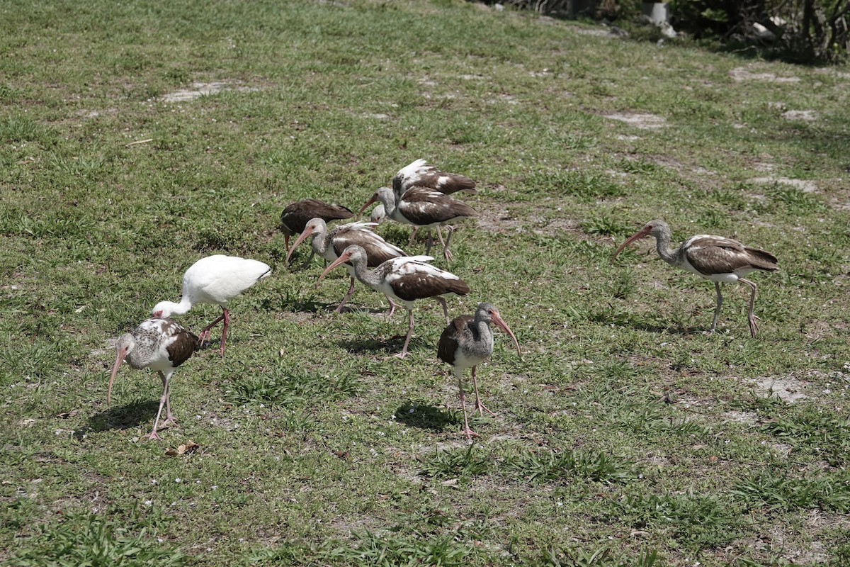 ibis bílý - ML616878993