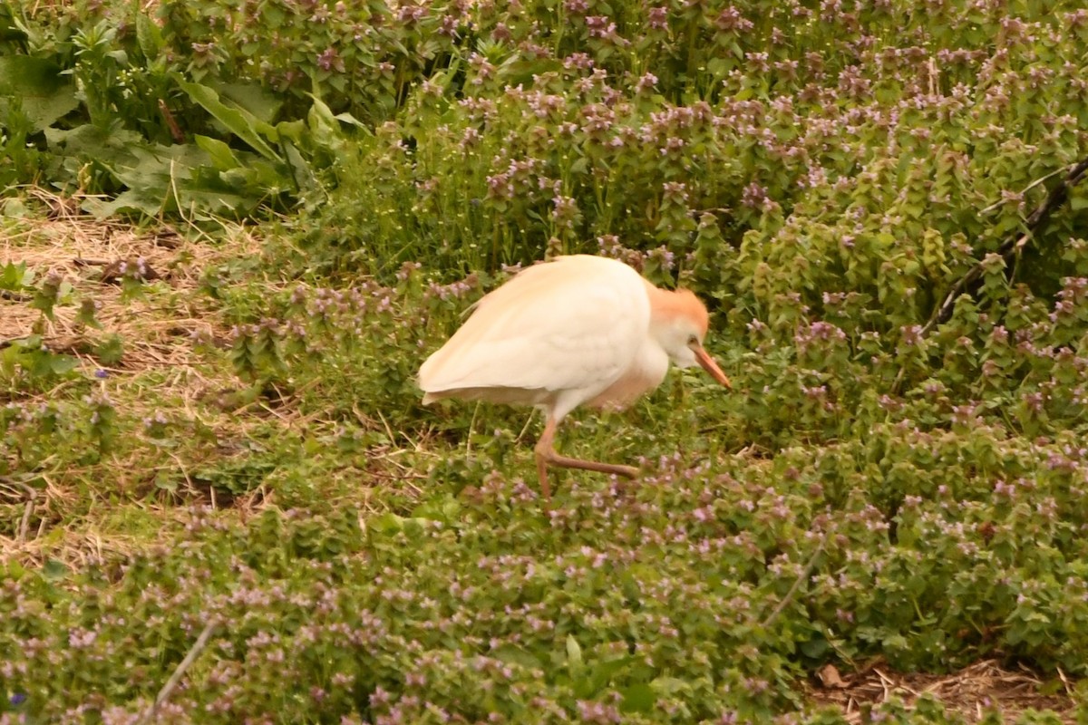 Western Cattle Egret - Steve Brown