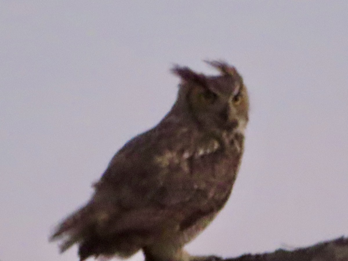 Great Horned Owl - ML616879025