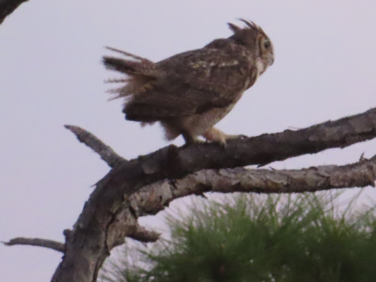 Great Horned Owl - ML616879026