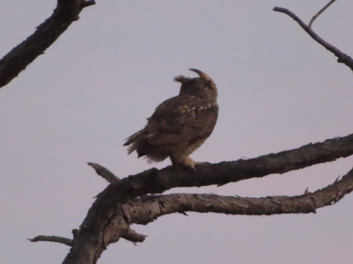 Great Horned Owl - ML616879027