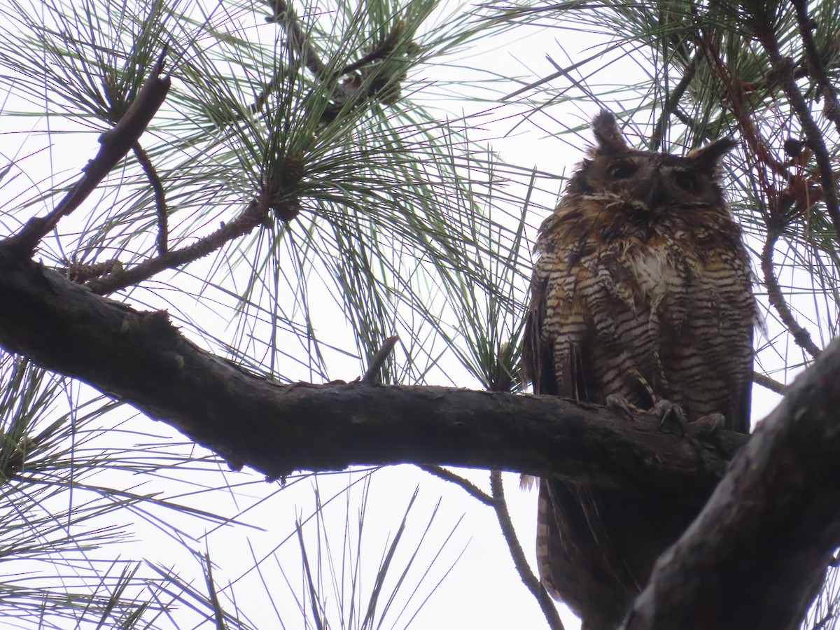 Great Horned Owl - ML616879028