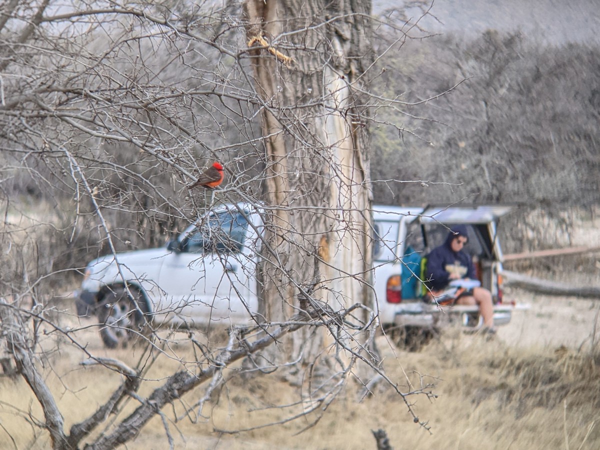 Vermilion Flycatcher - Kate Culhane