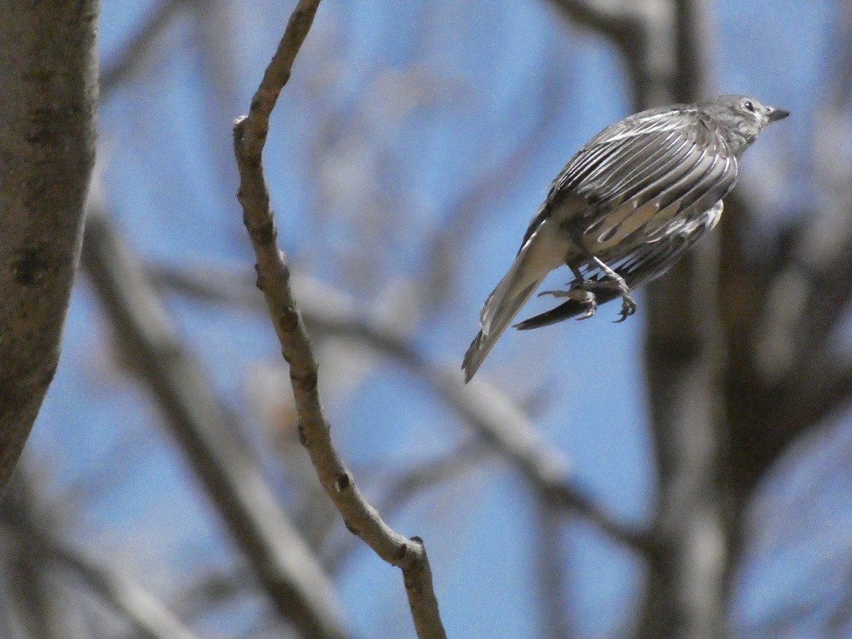 Plumbeous Vireo - ML616879054