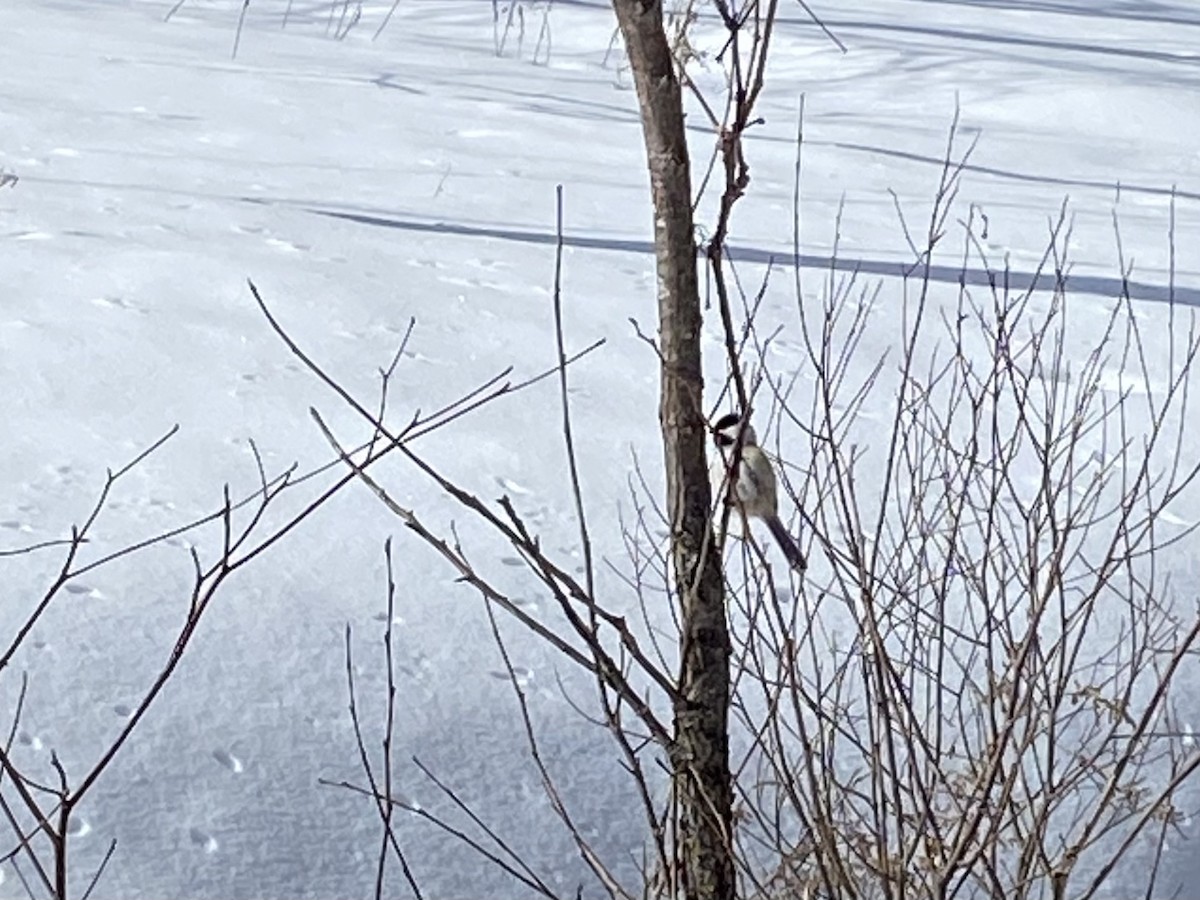 Black-capped Chickadee - ML616879125