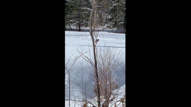 Black-capped Chickadee - ML616879126