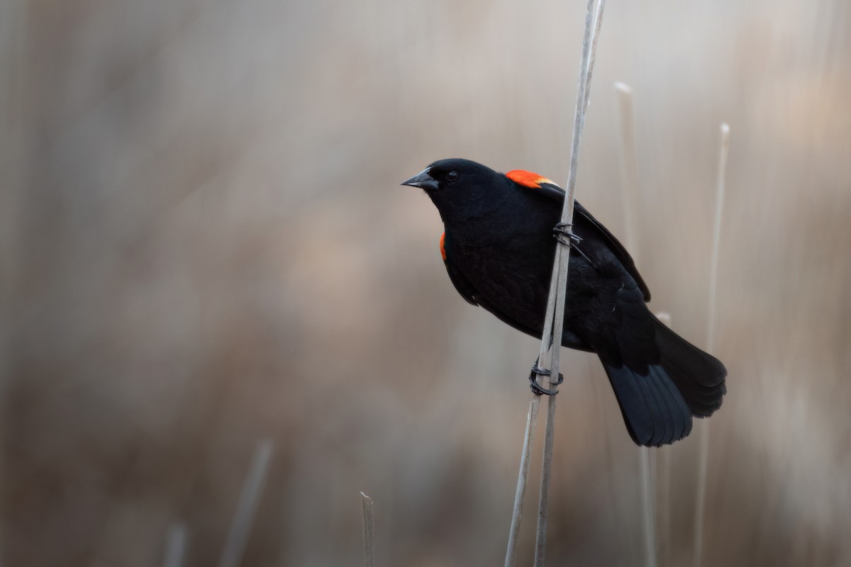 Red-winged Blackbird - ML616879157