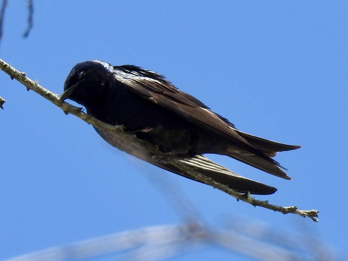 Purple Martin - ML616879259