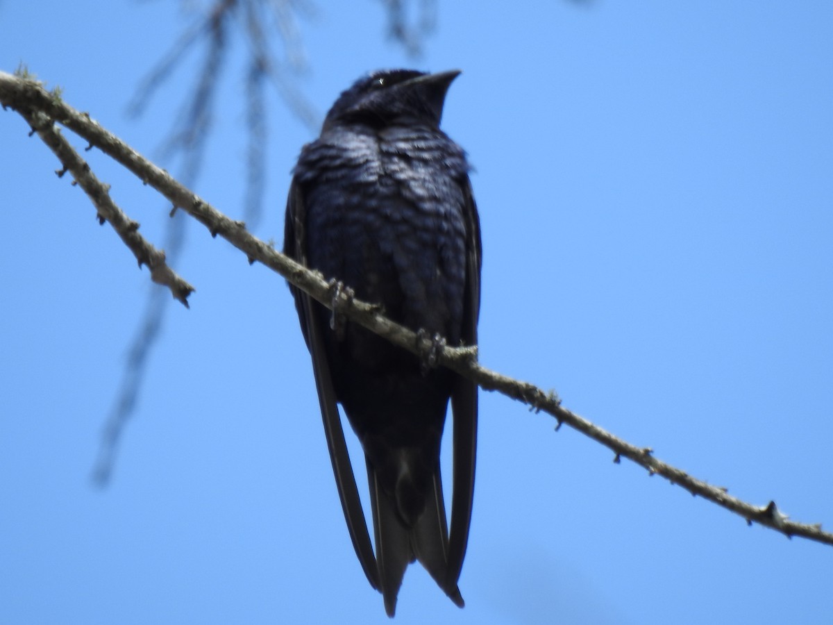 Purple Martin - ML616879260