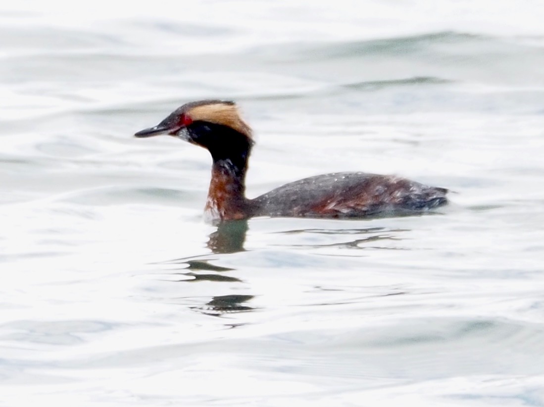 Horned Grebe - ML616879279