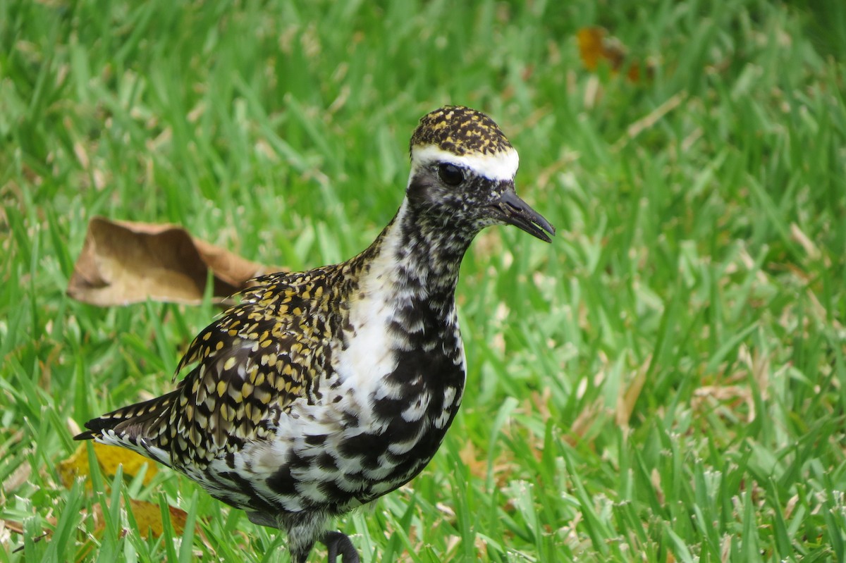 Pacific Golden-Plover - Niro Nobert